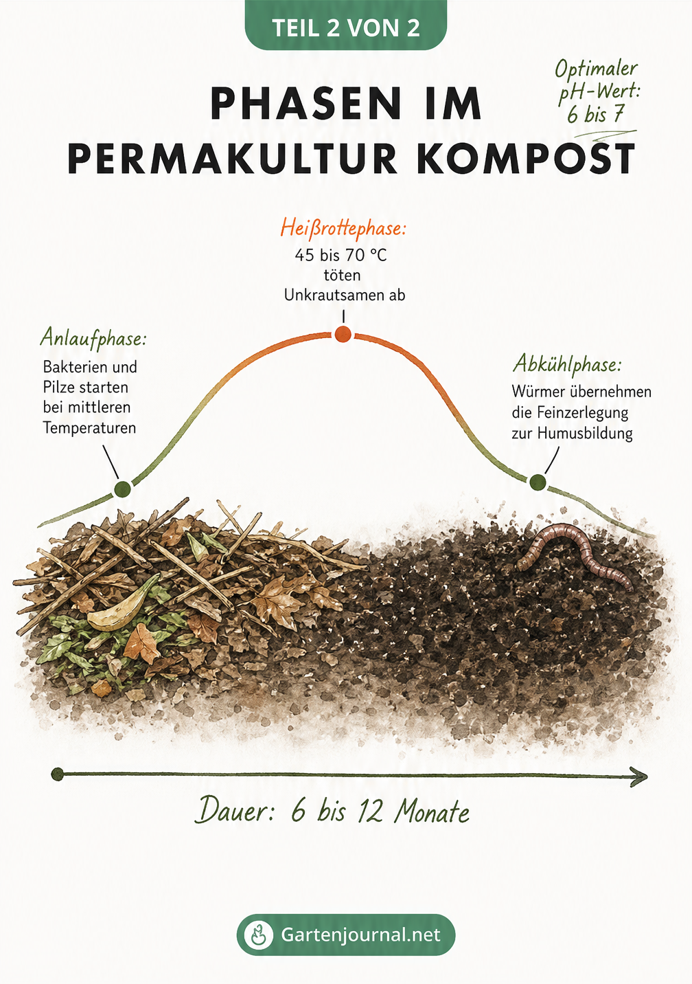 Temperaturkurve der Kompostierung mit Anlaufphase, Heißrottephase und Abkühlphase