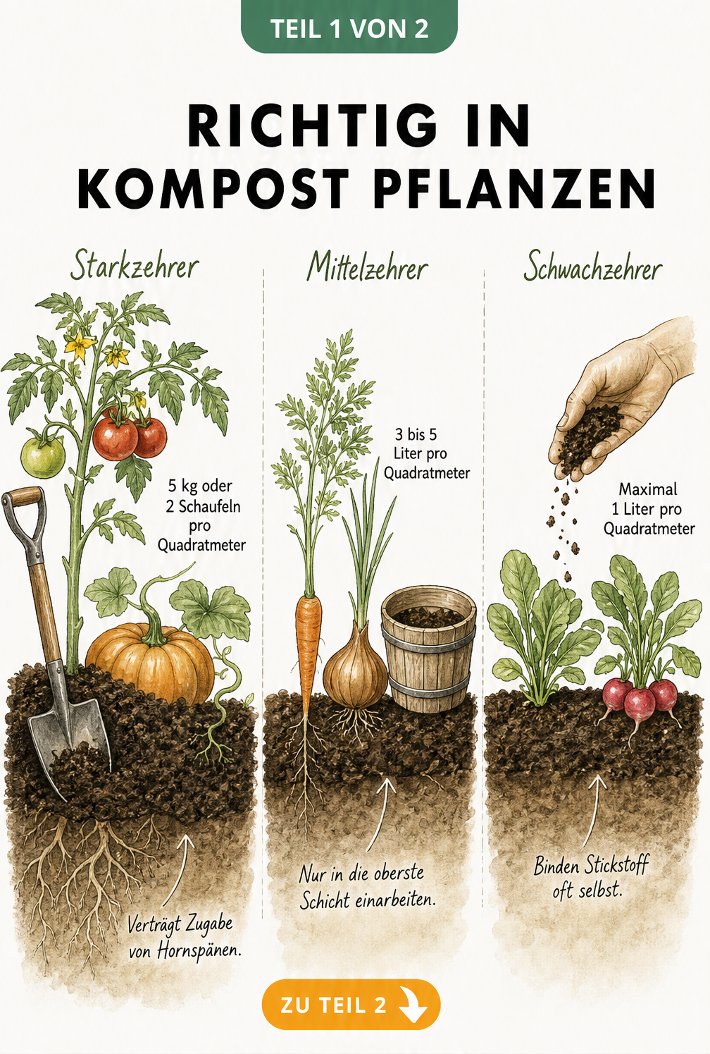 Querschnitt von Gartenbeeten mit Starkzehrern, Mittelzehrern und Schwachzehrern sowie der passenden Kompostmenge