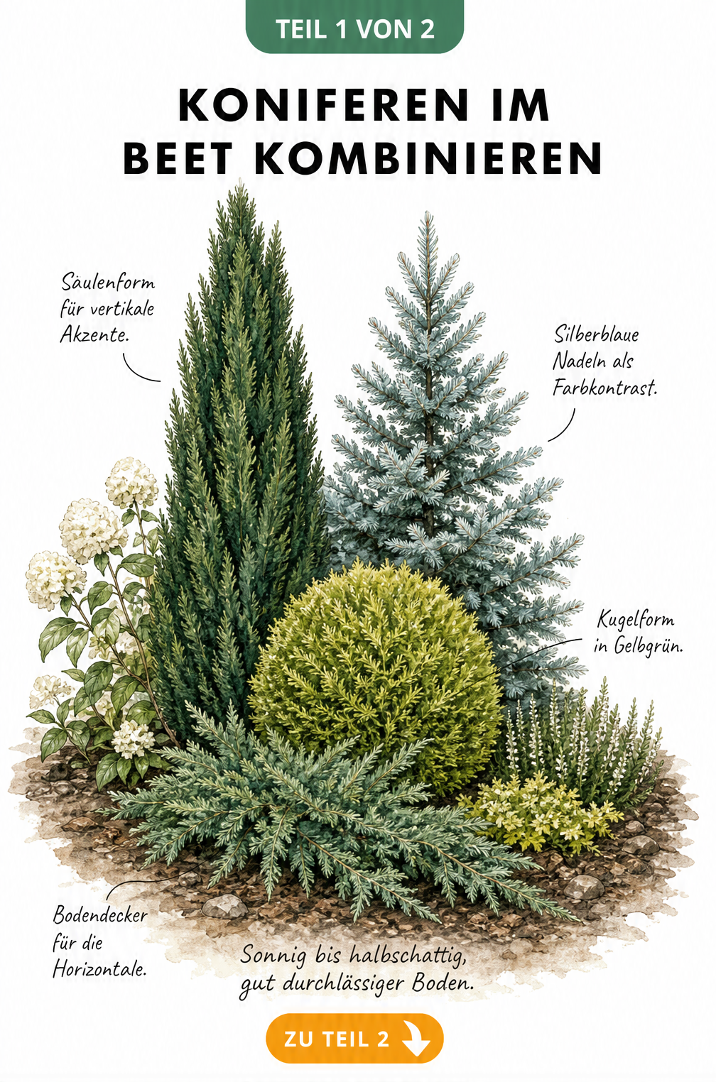 Aquarell-Illustration eines Beetes mit gestaffelten Koniferen wie Thuja, Blaufichte, Scheinzypresse und Zwergwacholder