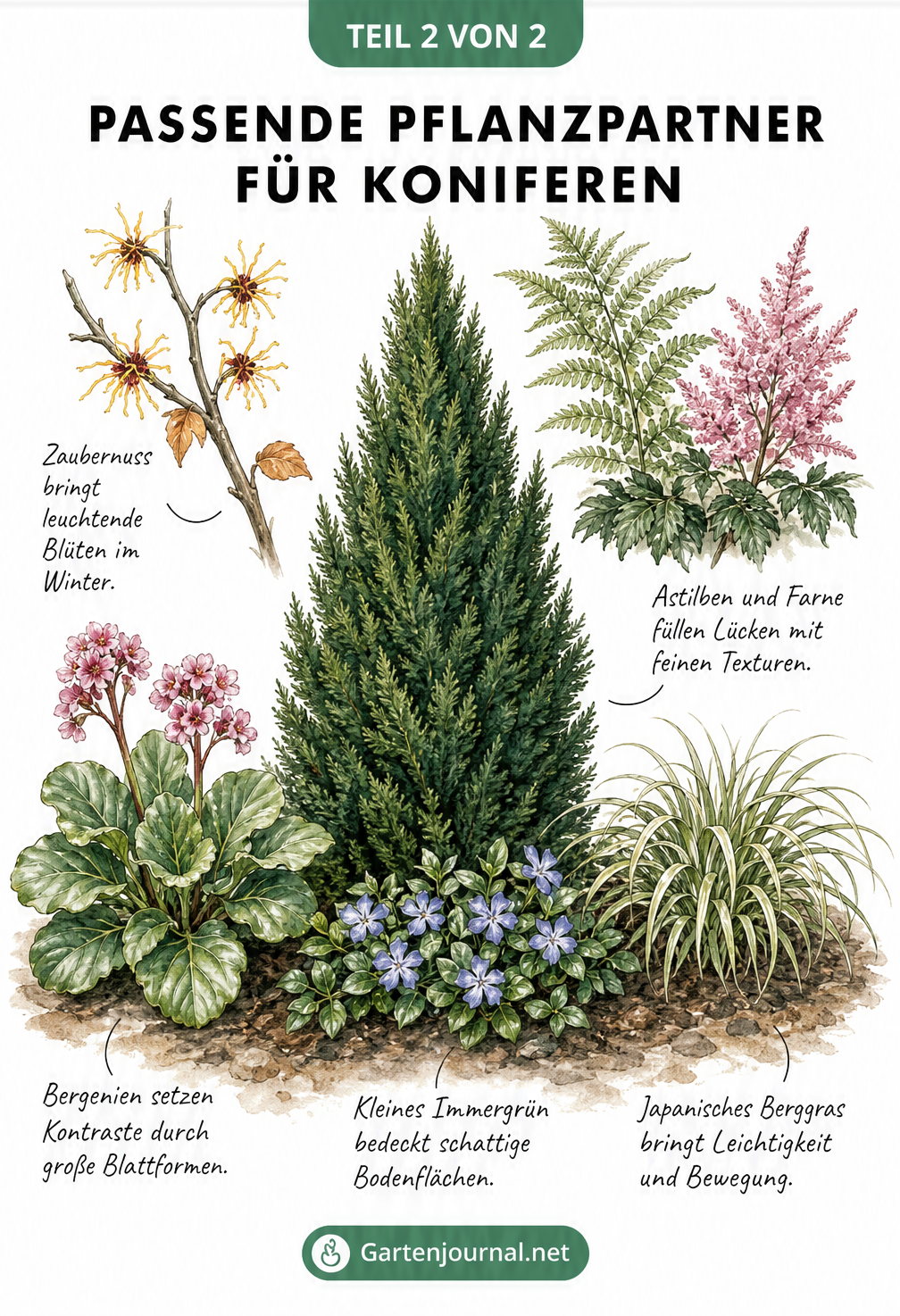 Botanische Vintage-Illustration einer Konifere mit passenden Begleitpflanzen wie Zaubernuss, Astilbe, Bergenie und Japanischem Berggras