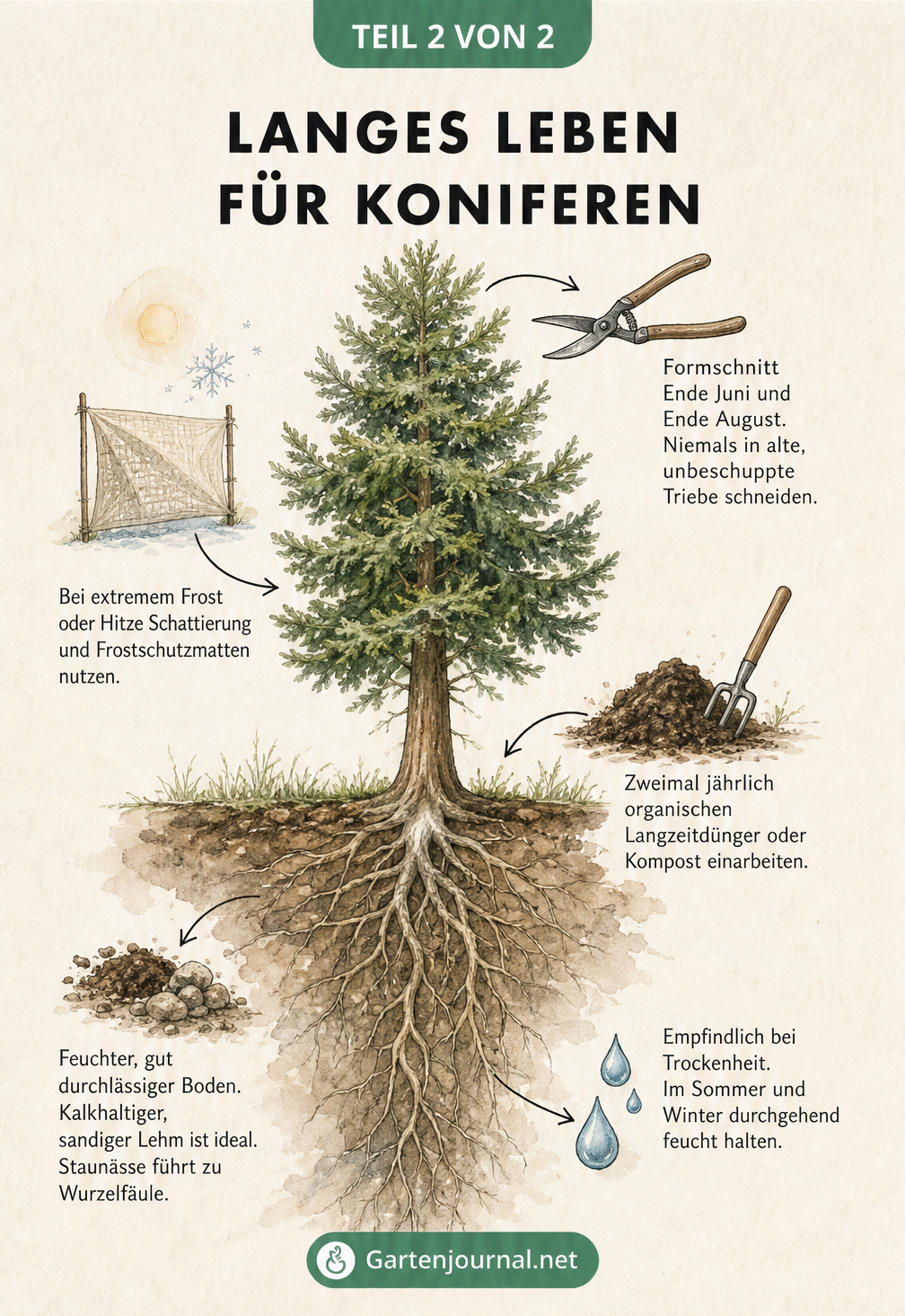 Botanische Illustration einer Konifere mit Wurzeln und Nadelkleid sowie Pflegehinweisen zu Schnitt, Klima, Düngung und Boden