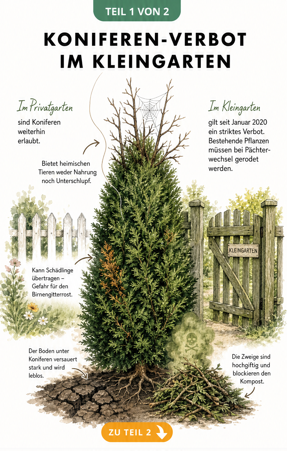 Illustration einer Thuja-Hecke, die das Koniferen-Verbot im Schrebergarten und ökologische Nachteile wie Bodenversauerung zeigt