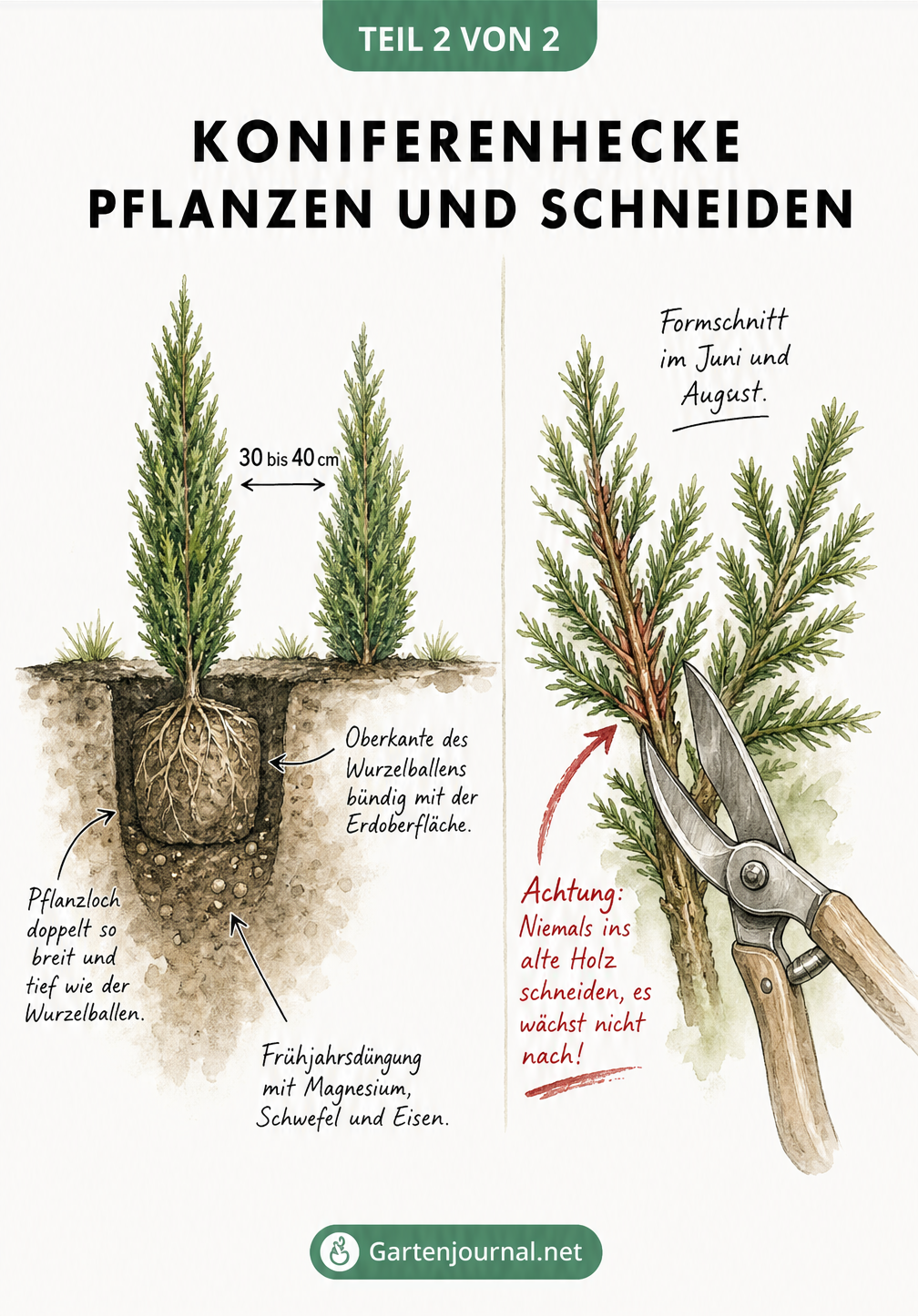 Querschnitt einer gepflanzten Koniferenhecke mit Pflanzabstand und Detailansicht zum richtigen Rückschnitt