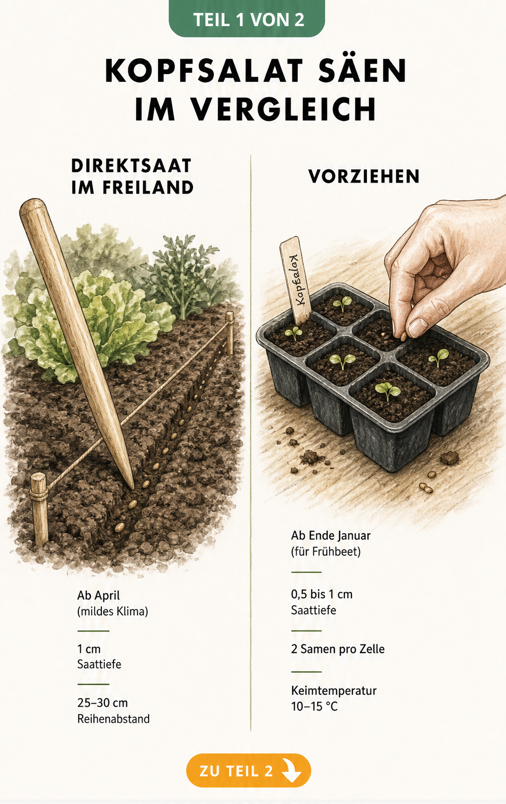 Illustration der Aussaat von Kopfsalat: Direktsaat im Freiland und Vorziehen in Anzuchtschalen im Vergleich