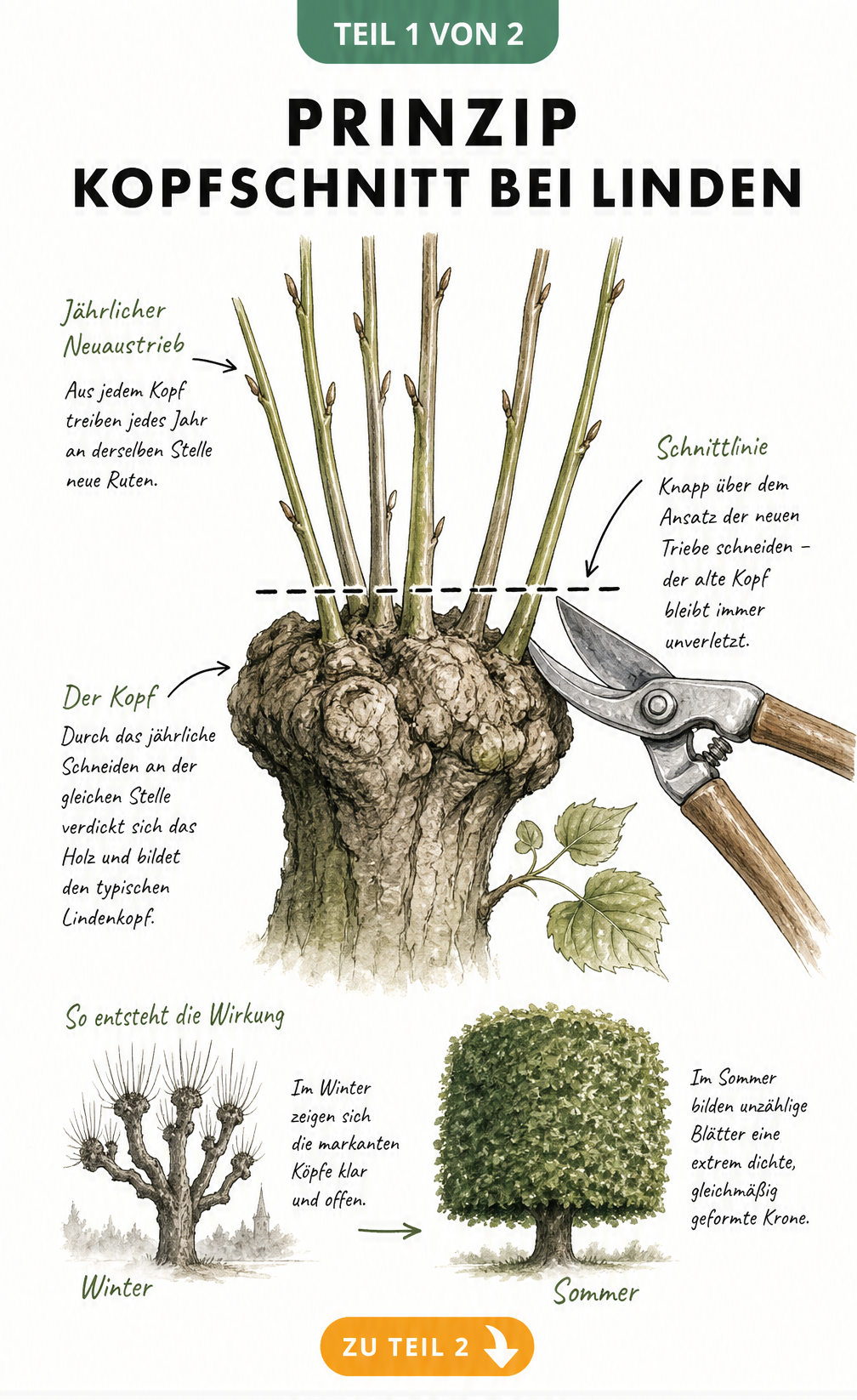 Botanische Illustration eines Linden-Astendes mit knollenartiger Verdickung und jungen Trieben, die den Kopfschnitt zeigt