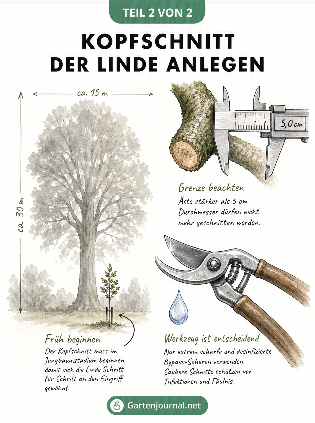 Skizze einer Linde mit Jungbaum, Messschieber an einem Ast und einer Bypass-Gartenschere zur Veranschaulichung der Schnittregeln