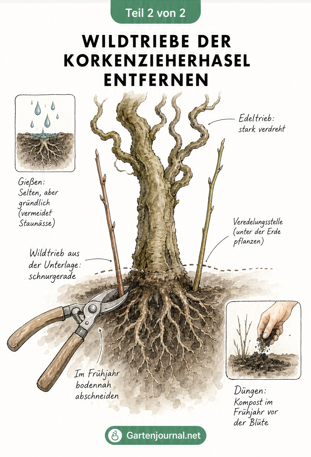 Skizze zur Pflege der Korkenzieherhasel, die das bodennahe Abschneiden von geraden Wildtrieben an der Veredelungsstelle zeigt