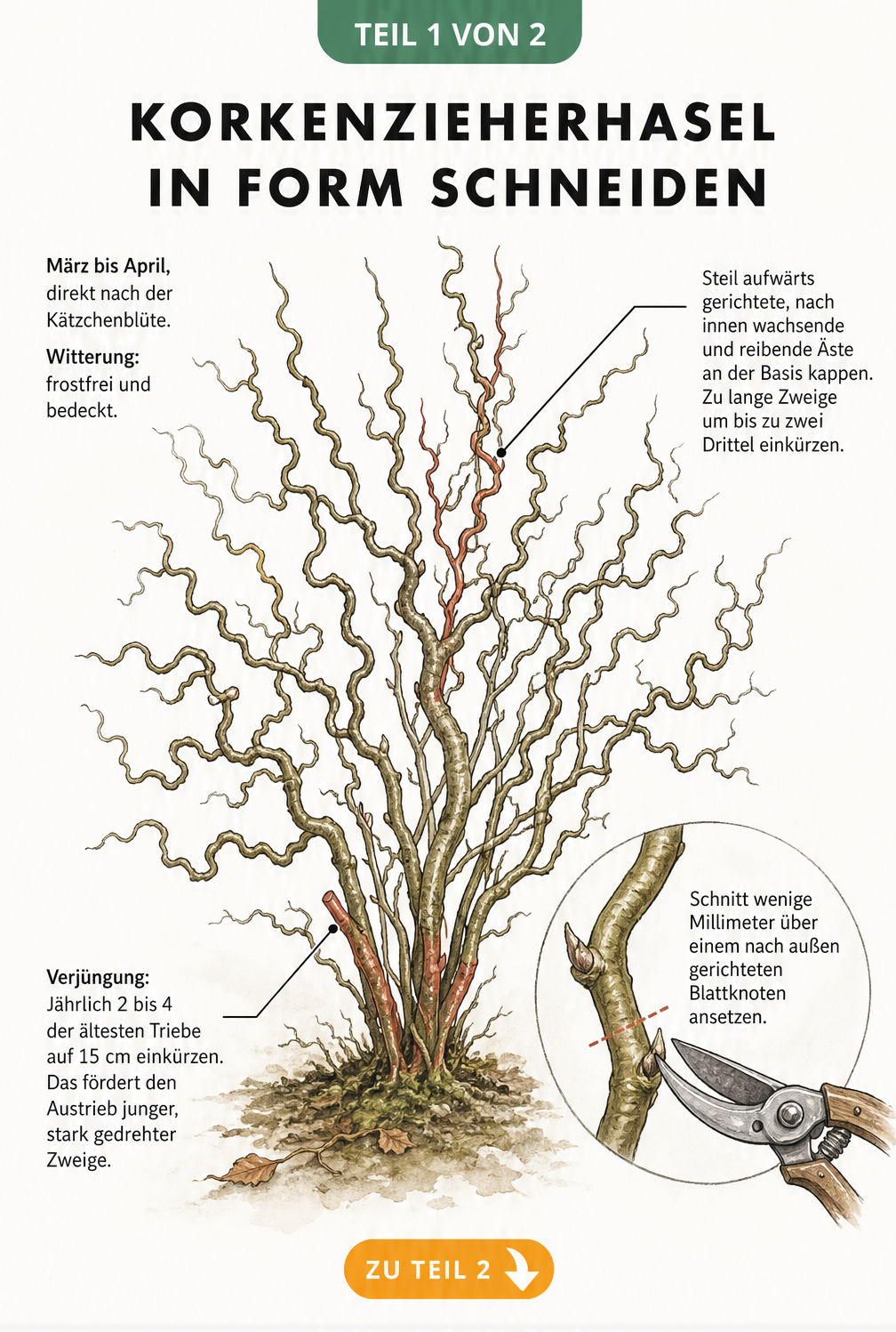 Illustration eines Korkenzieherhasel-Strauchs mit Markierungen für den richtigen Rückschnitt im Frühjahr