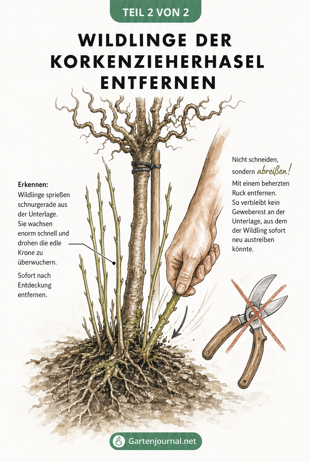 Zeichnung eines Korkenzieherhasel-Stamms, bei dem gerade Wildlinge von Hand abgerissen werden