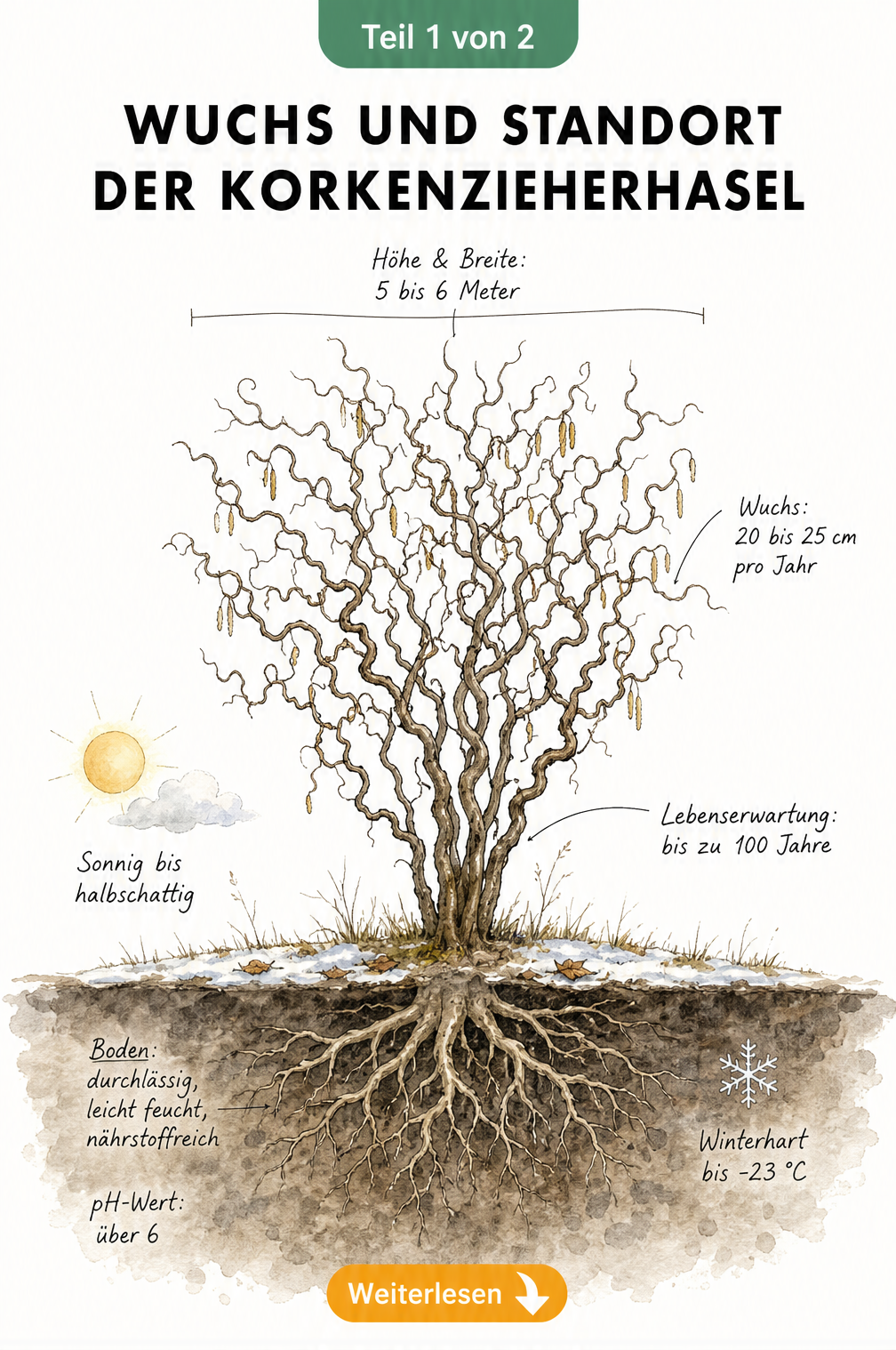 Illustration der Korkenzieherhasel mit Maßangaben zu Wuchs, Höhe und Standortbedingungen im Querschnitt