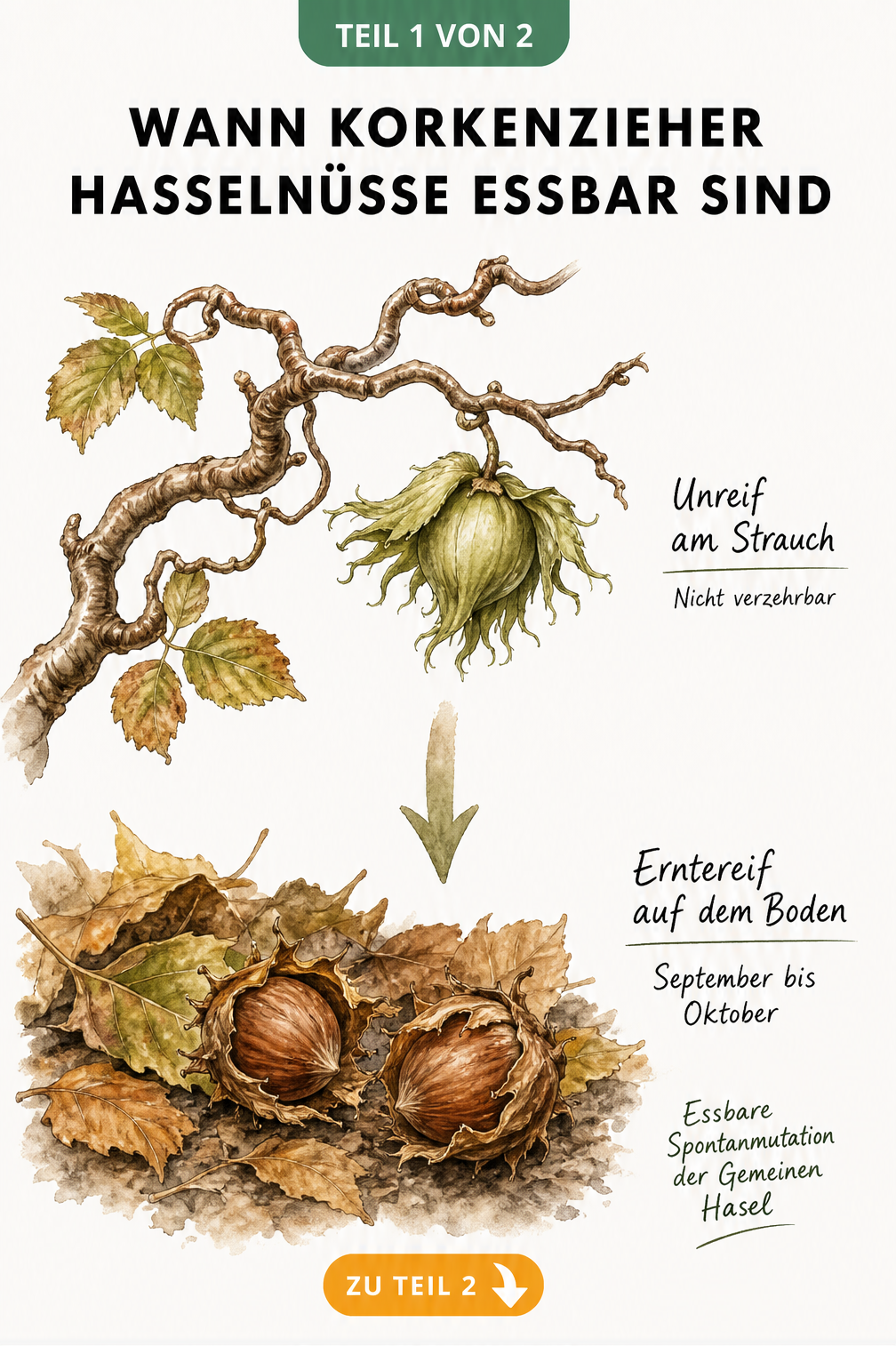 Botanische Illustration der Korkenzieherhaselnuss, die den Reifeprozess von der grünen Nuss am Strauch bis zur braunen Nuss auf dem Boden zeigt.