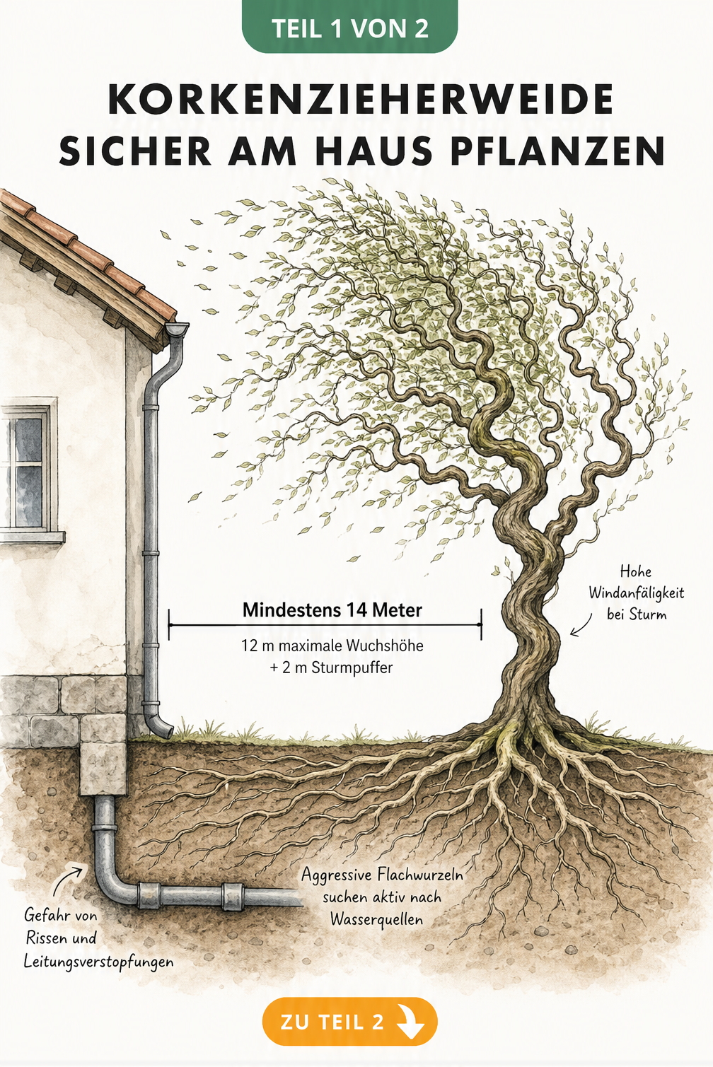 Illustration einer Korkenzieherweide neben einem Haus mit Maßklammer für 14 Meter Mindestabstand und Darstellung der aggressiven Flachwurzeln.