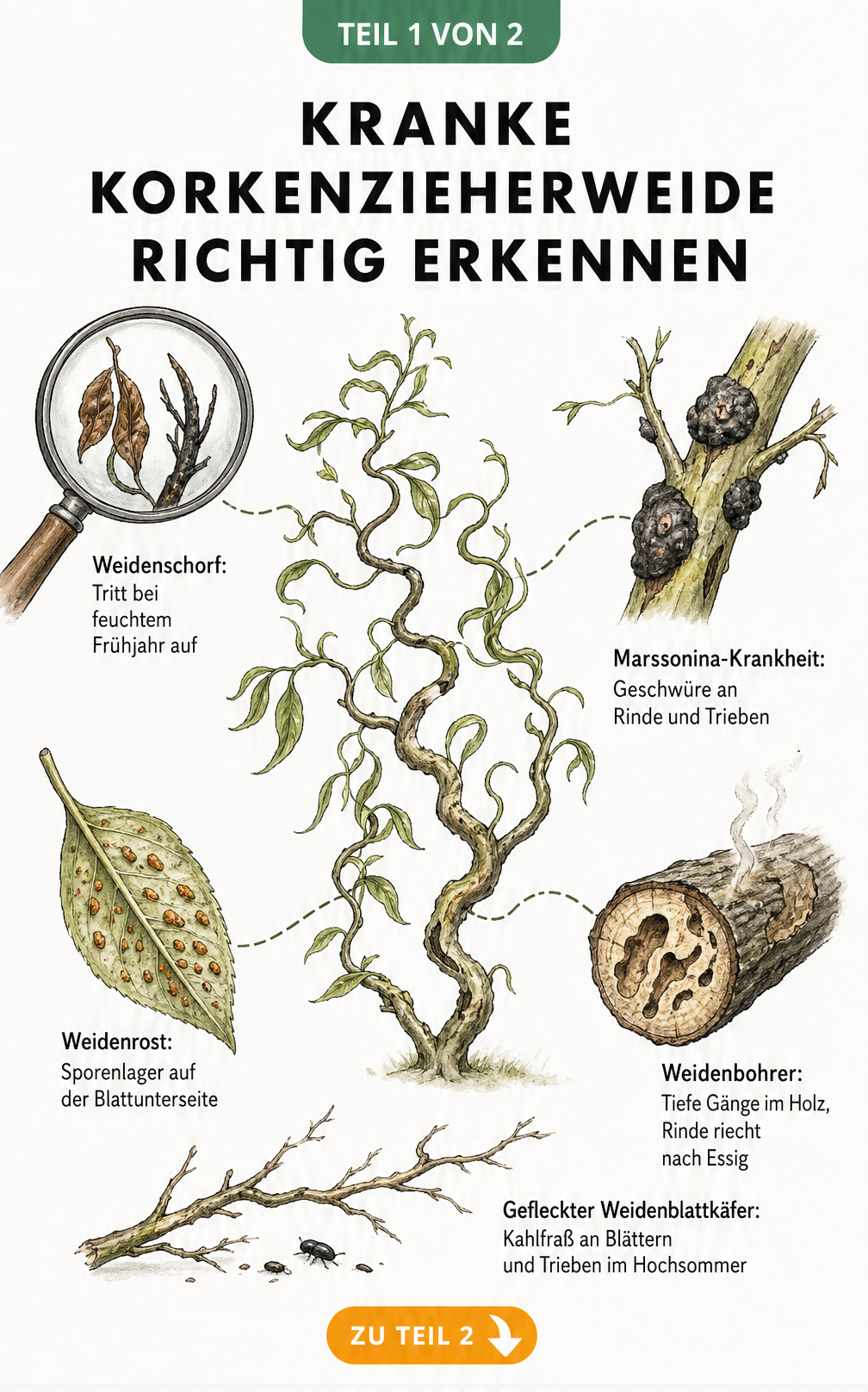 Botanische Illustration einer Korkenzieherweide mit Schadbildern von Weidenschorf, Marssonina-Krankheit, Weidenrost und Weidenbohrer.