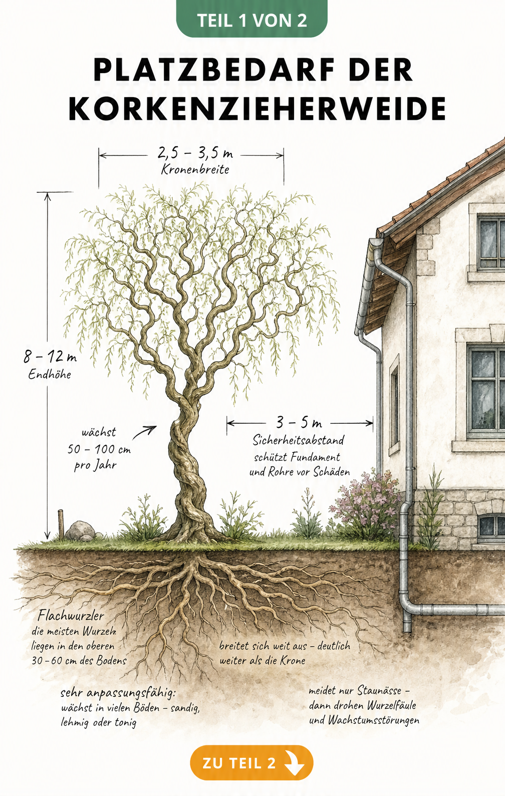 Illustration der Korkenzieherweide mit Wurzelwerk, Wuchshöhe und Sicherheitsabstand zum Haus