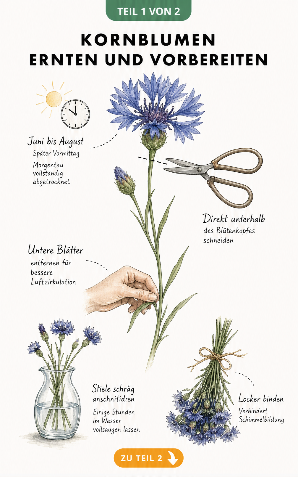 Botanische Illustration einer Kornblume mit Hinweisen zu Erntezeitpunkt, Schnittpunkt und Vorbereitung für das Trocknen.