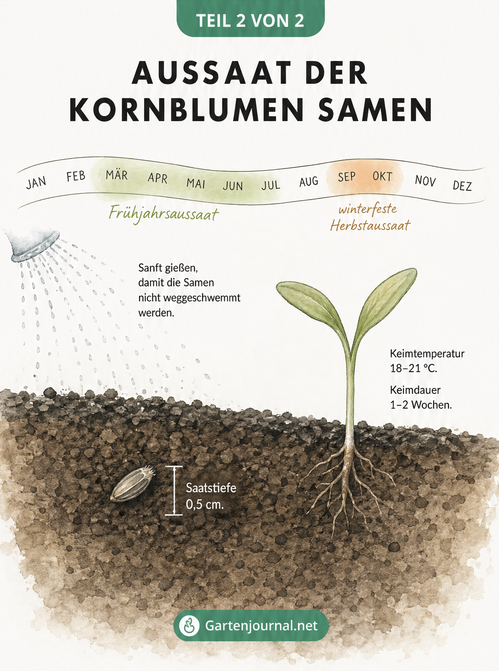 Querschnitt-Illustration eines Gartenbeetes mit Kornblumensamen, Keimling und Jahresverlauf