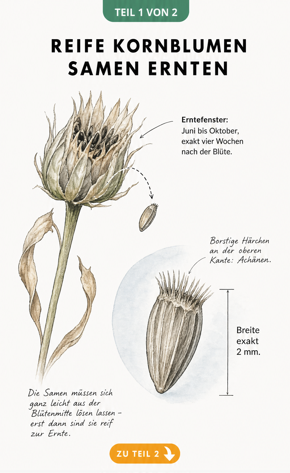 Botanische Zeichnung eines verblühten Kornblumen-Fruchtstands mit einem einzelnen Samen und Maßstab