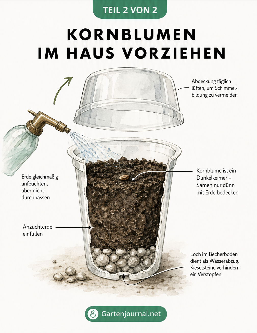 Querschnitt eines Joghurtbechers zur Vorzucht von Kornblumen mit Schichtaufbau und Samenkorn