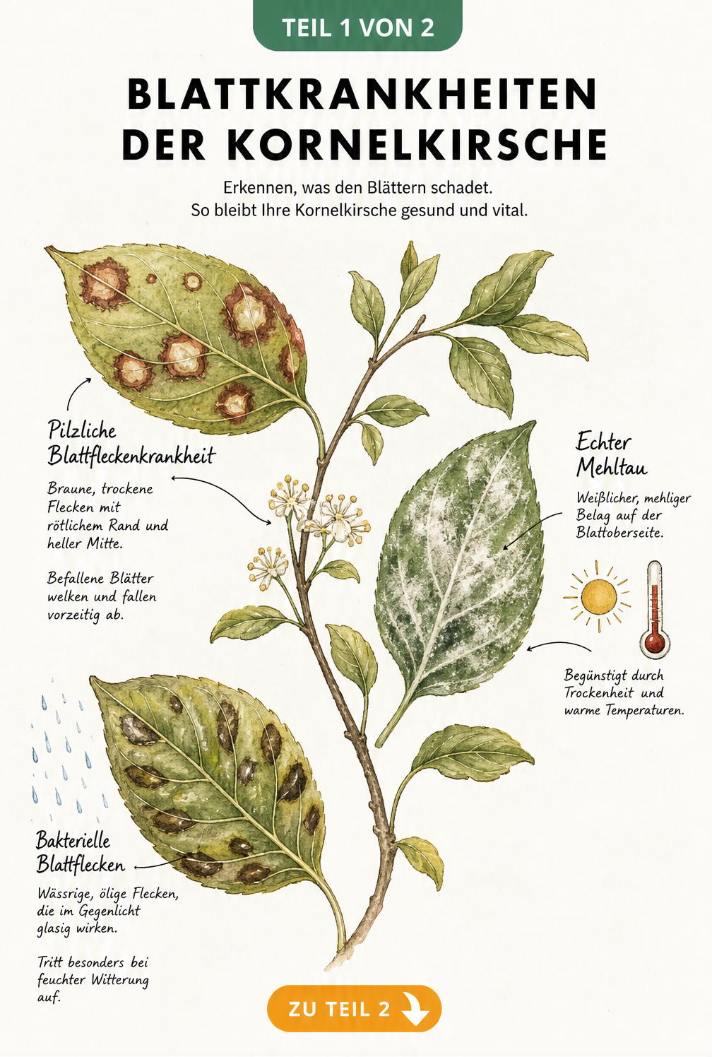 Illustration von drei Blättern der Kornelkirsche mit Schadbildern von Blattfleckenkrankheit, Echtem Mehltau und bakteriellen Blattflecken