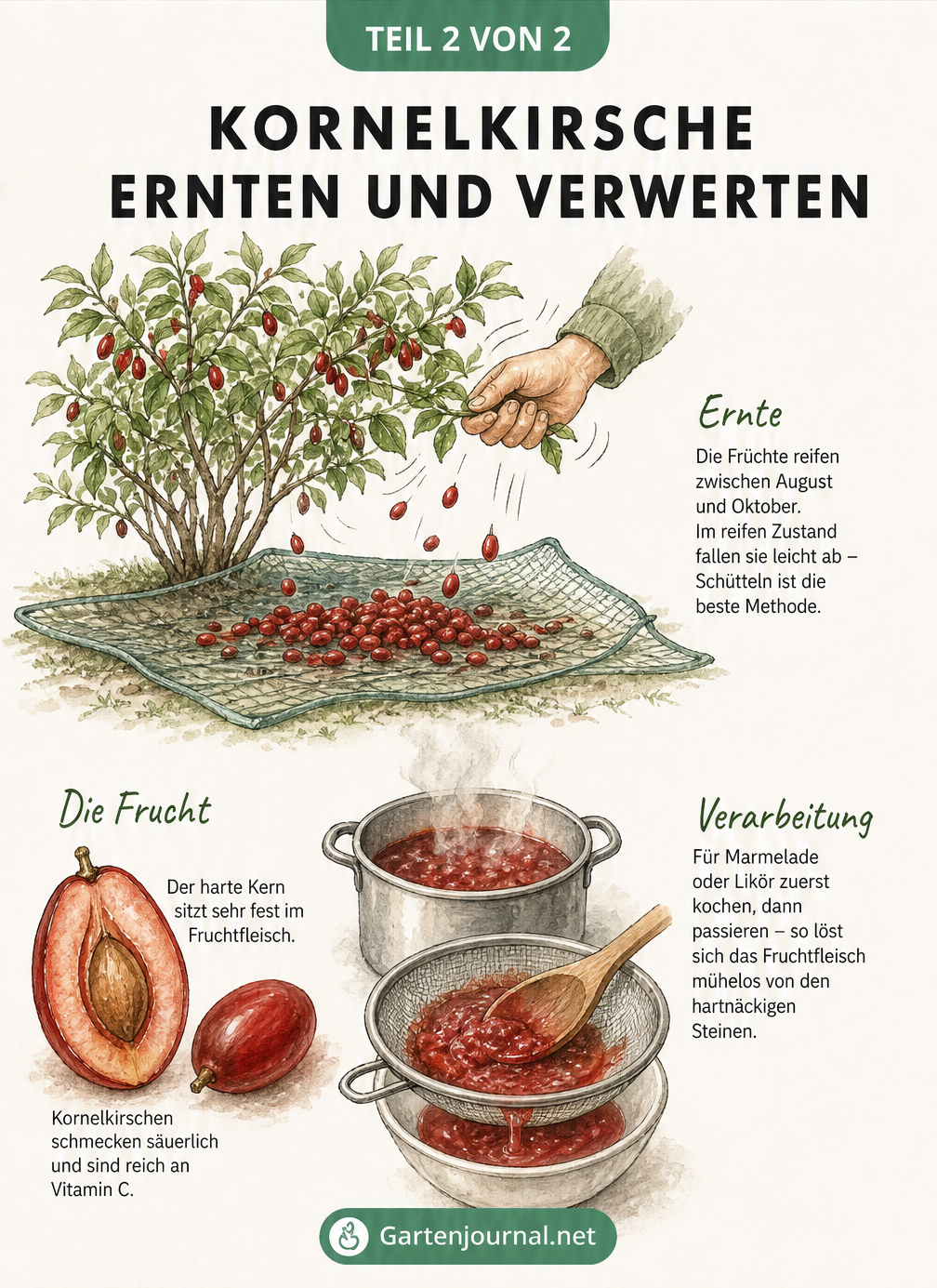 Illustration zur Ernte und Verarbeitung von Kornelkirschen: Schütteln des Strauchs und Passieren der Früchte