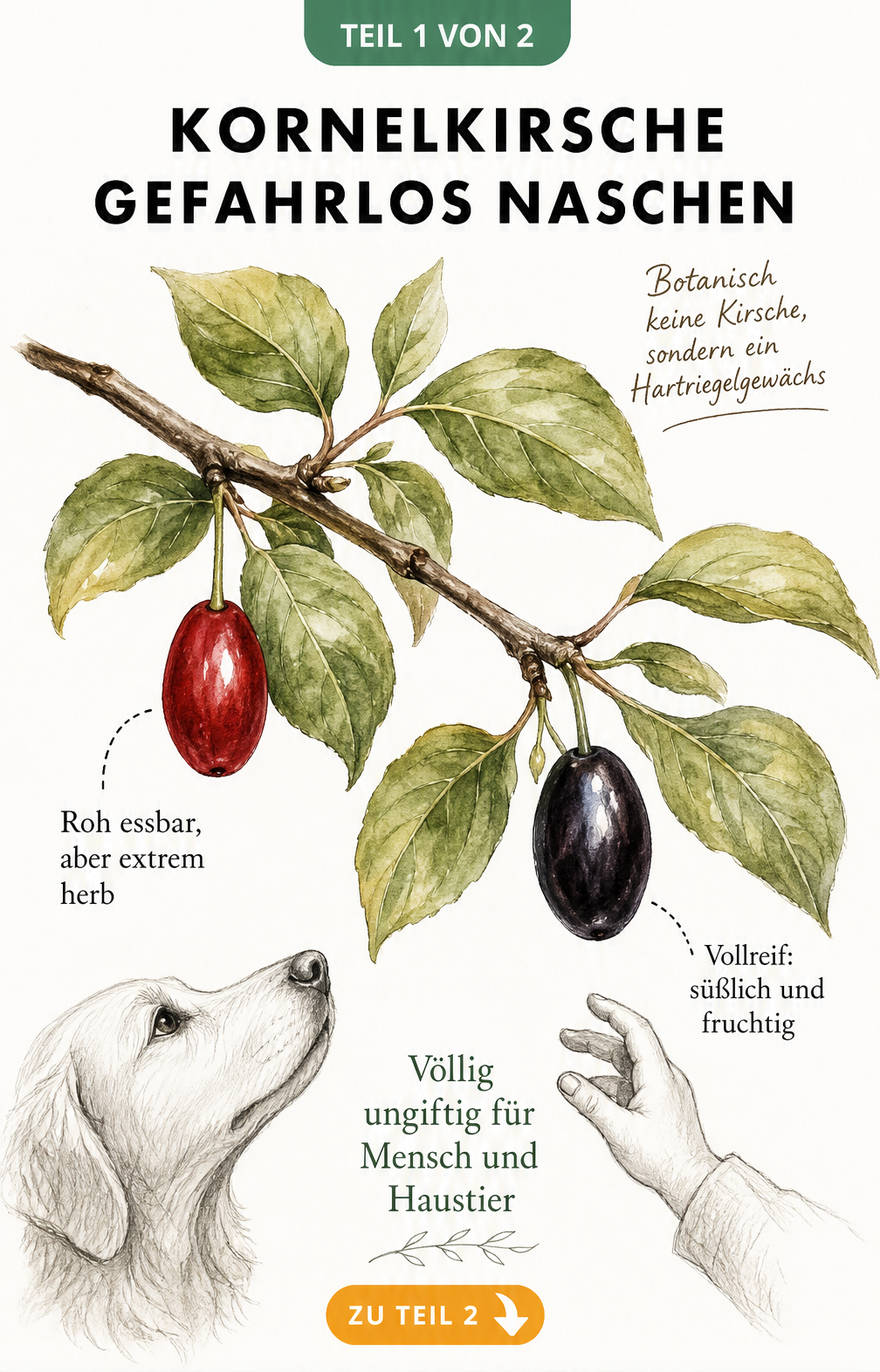 Botanische Illustration eines Kornelkirschen-Zweigs mit roten und schwarzen Früchten sowie Hinweisen zur Essbarkeit für Mensch und Tier