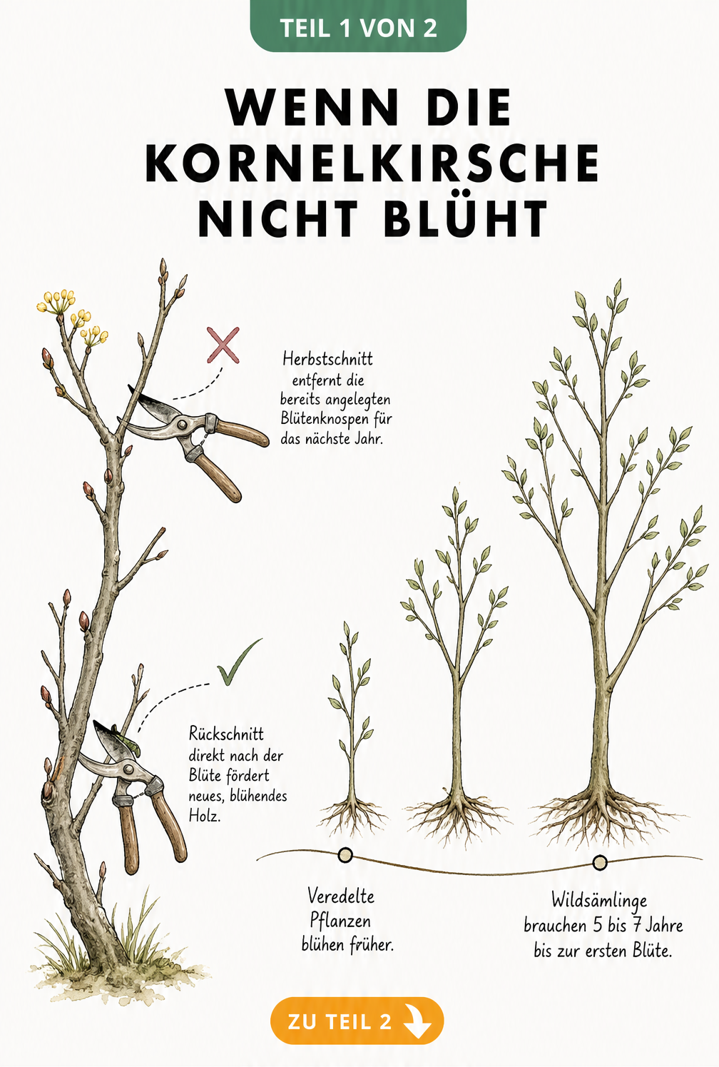 Botanische Zeichnung einer Kornelkirsche, die den richtigen Schnittzeitpunkt nach der Blüte und das Alter bis zur ersten Blüte zeigt.