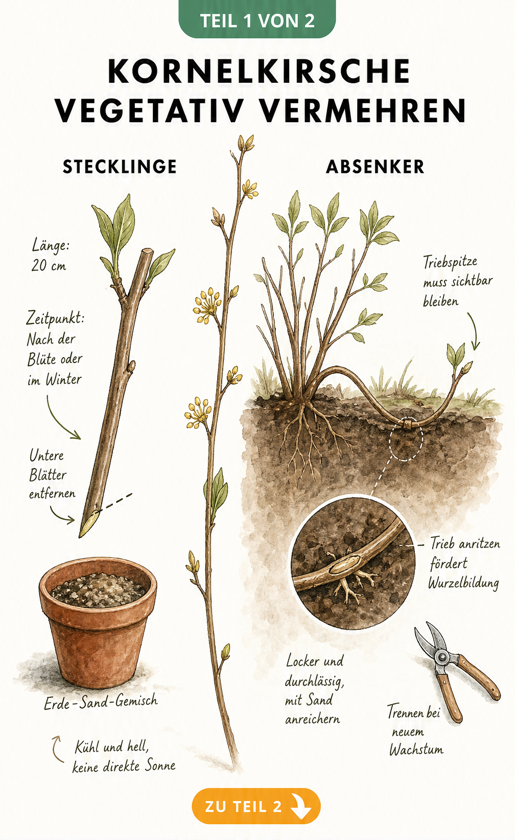 Illustration zur vegetativen Vermehrung der Kornelkirsche durch Stecklinge und Absenker
