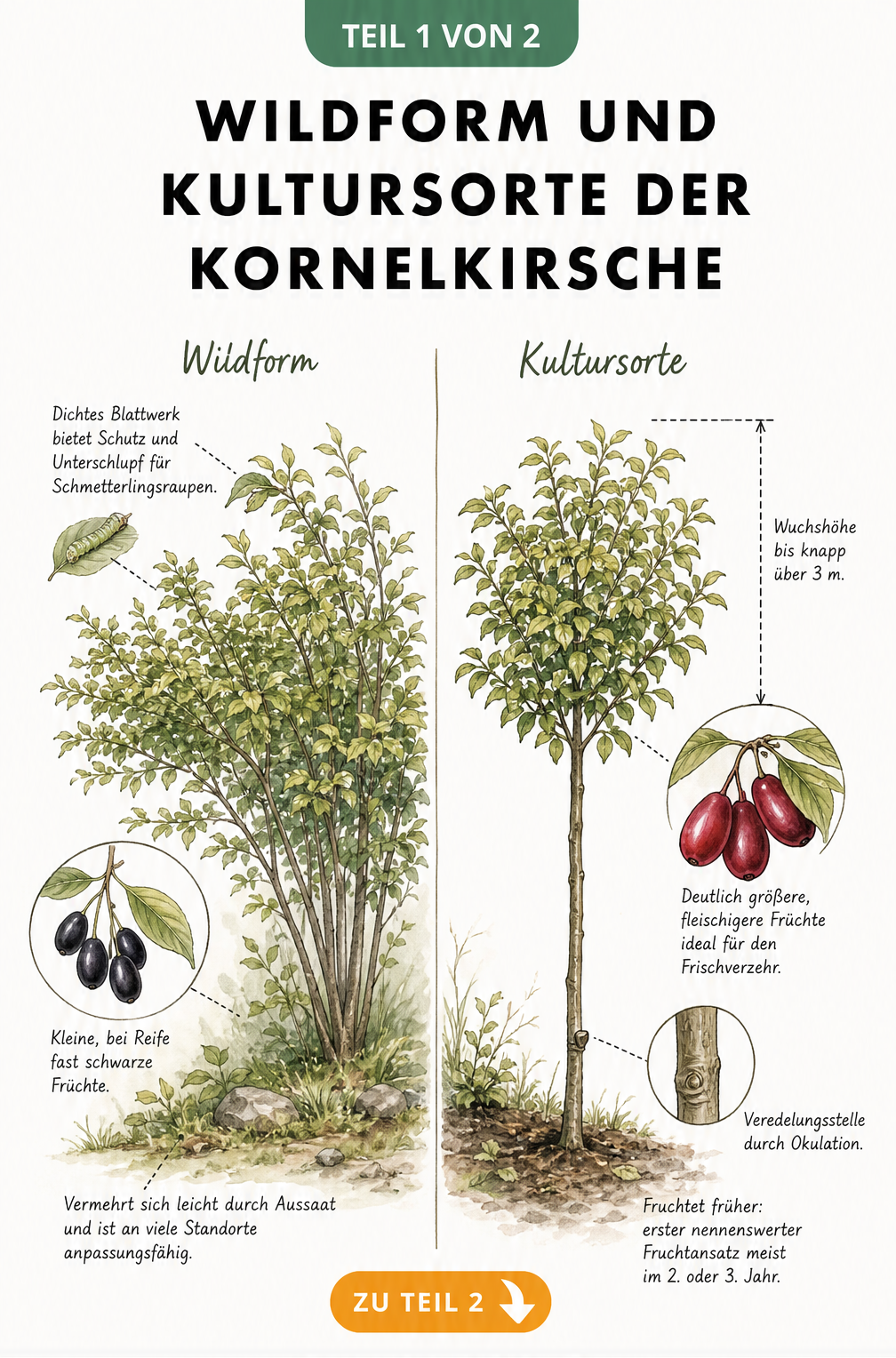 Illustration einer wilden Kornelkirsche und einer veredelten Kultursorte im Vergleich