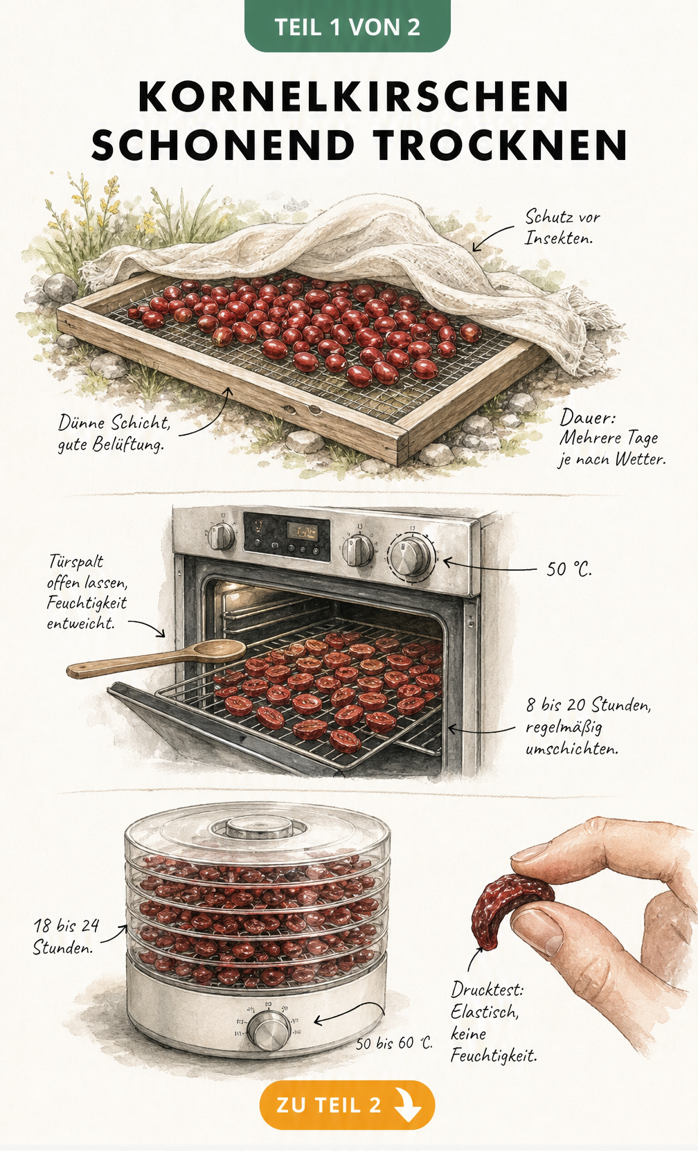 Illustration von drei Methoden zum Trocknen von Kornelkirschen: auf einem Holzgitter in der Sonne, im Backofen und im Dörrautomat.
