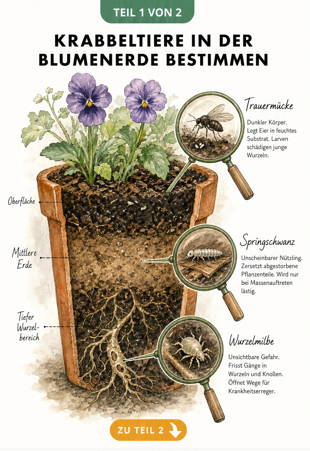 Botanische Schnittdarstellung eines Blumentopfs mit Vergrößerungen von Trauermücke, Springschwanz und Wurzelmilbe in der Erde