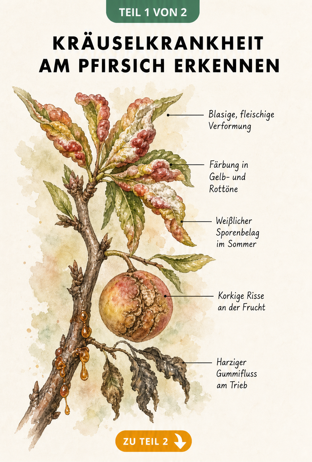 Botanische Illustration eines Pfirsichzweigs mit Symptomen der Kräuselkrankheit wie blasigen Blättern, rissigen Früchten und Gummifluss.