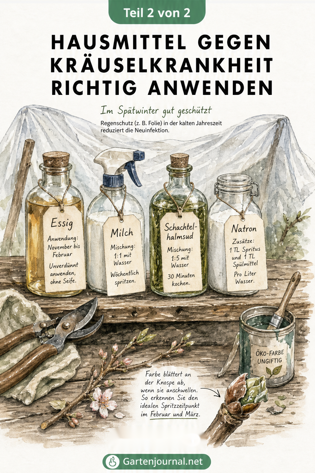 Botanische Illustration eines Pfirsichzweigs, die den Verlauf der Kräuselkrankheit vom Frühjahr bis zum Sommer zeigt