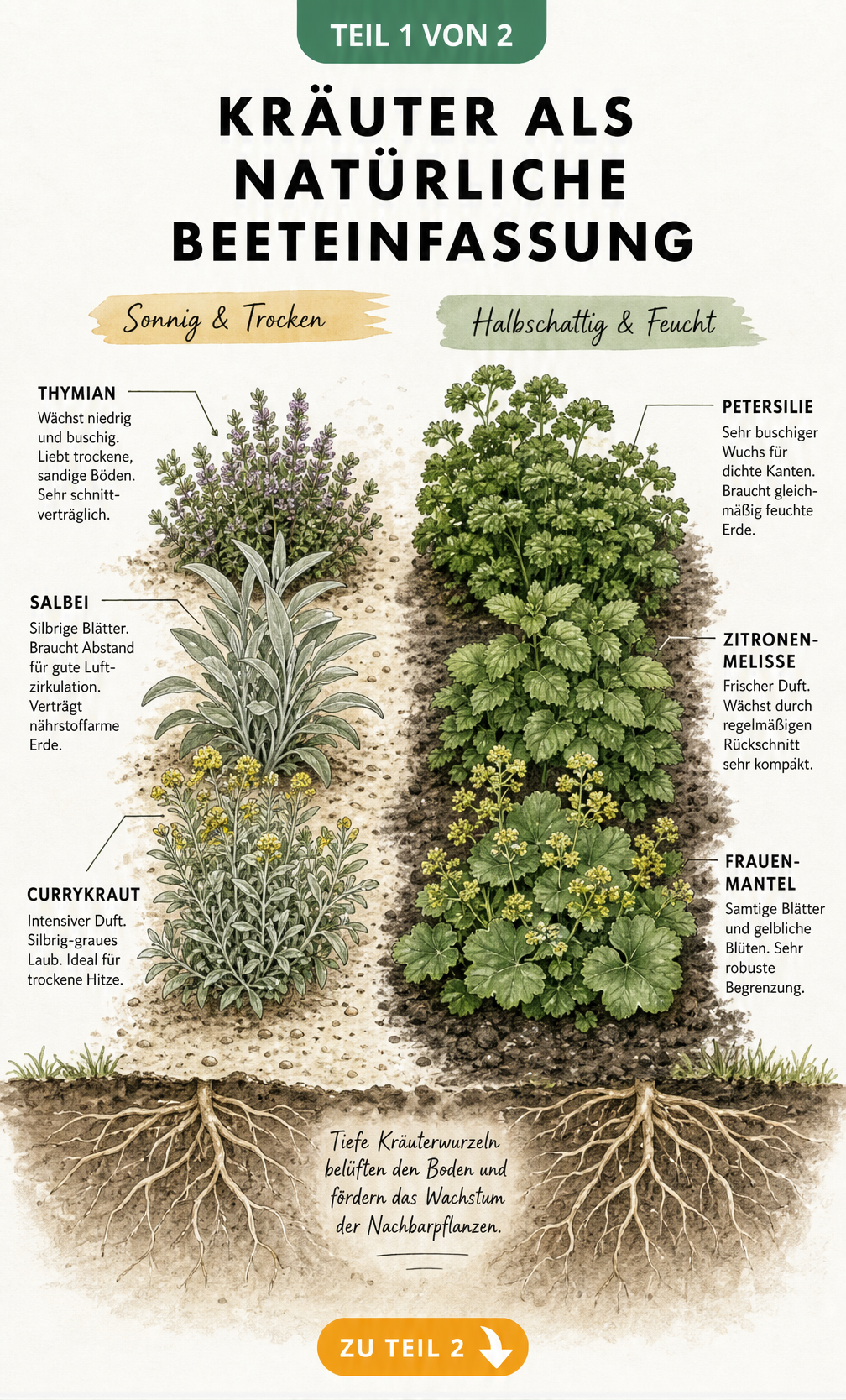 Illustration einer Beeteinfassung mit Kräutern, links sonnig mit Thymian, Salbei und Currykraut, rechts halbschattig mit Petersilie, Zitronenmelisse und...