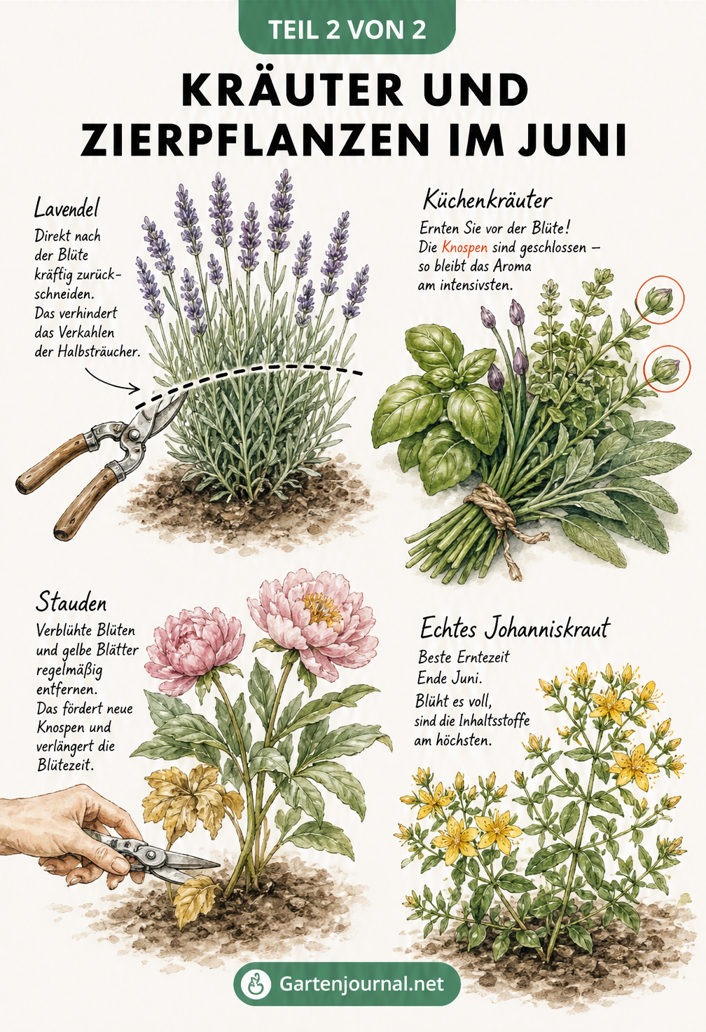Aquarell-Illustration von Lavendel, Küchenkräutern, einer blühenden Staude und Johanniskraut mit Pflegetipps