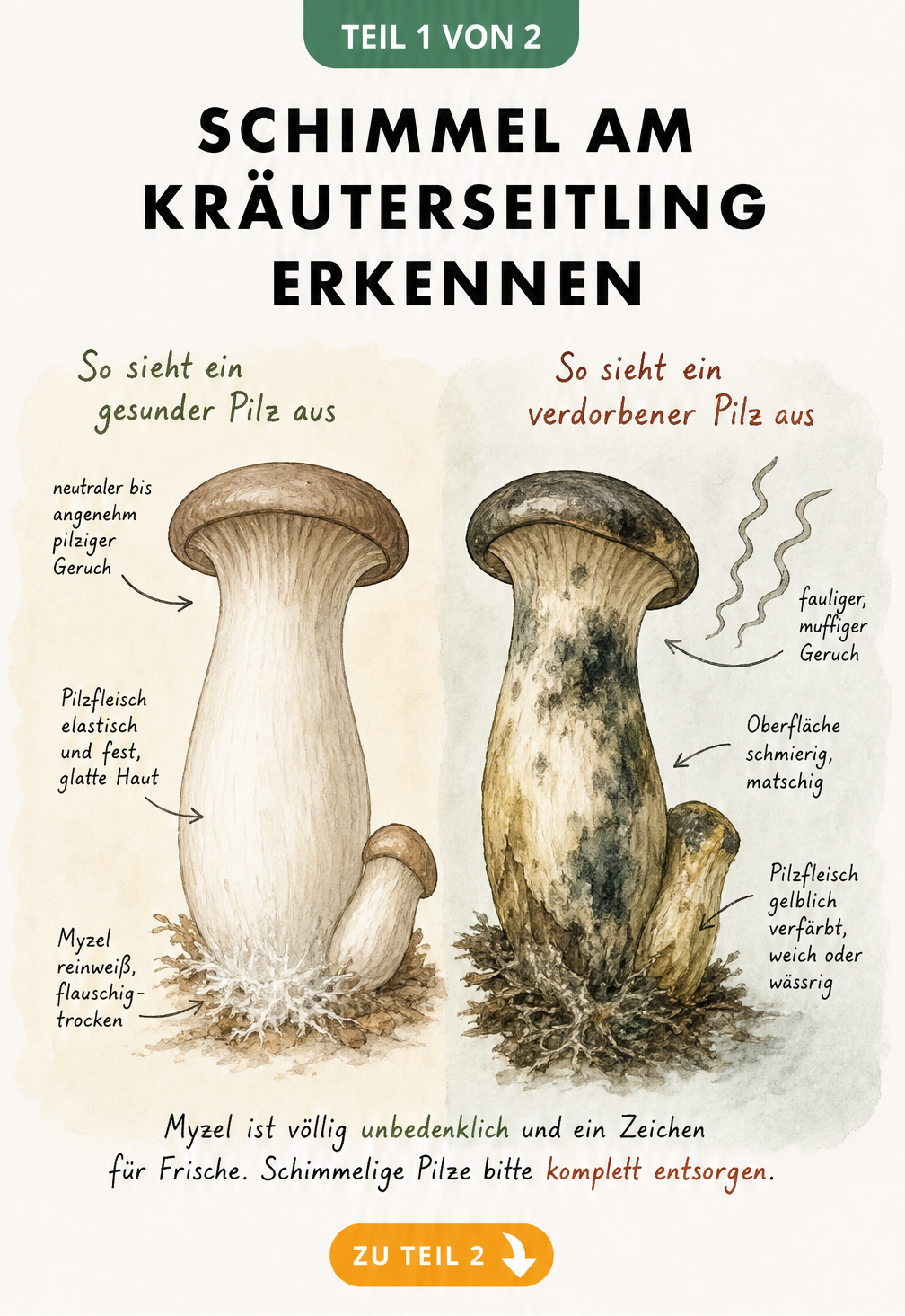 Gegenüberstellung eines gesunden Kräuterseitlings mit weißem Myzel und eines verdorbenen Pilzes mit dunklem Schimmel