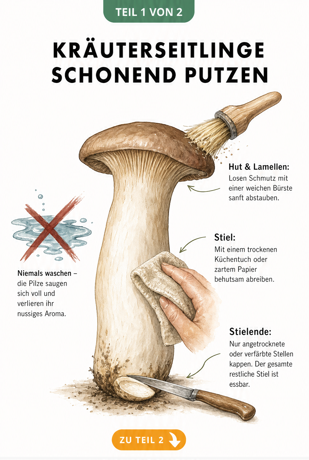 Illustration eines Kräuterseitlings mit Anleitung zur Trockenreinigung von Hut, Lamellen und Stiel