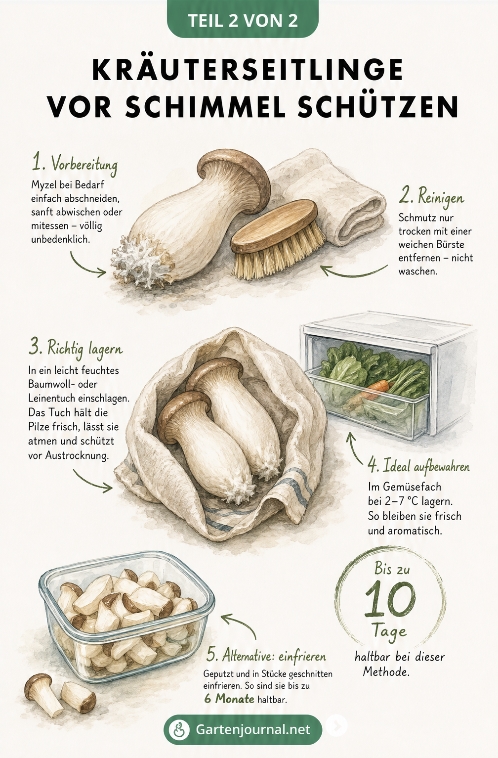 Illustration zur Reinigung und Lagerung von Kräuterseitlingen in einem feuchten Tuch im Kühlschrank