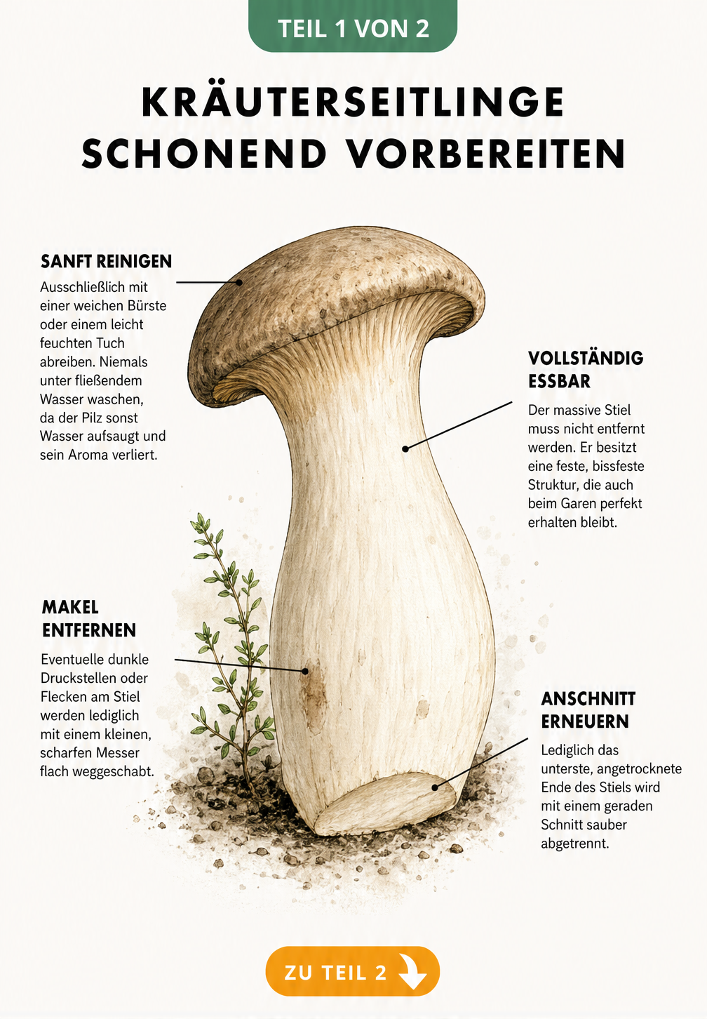 Illustration eines Kräuterseitlings mit Hinweisen zur schonenden Vorbereitung, Reinigung und Verwendung des Stiels