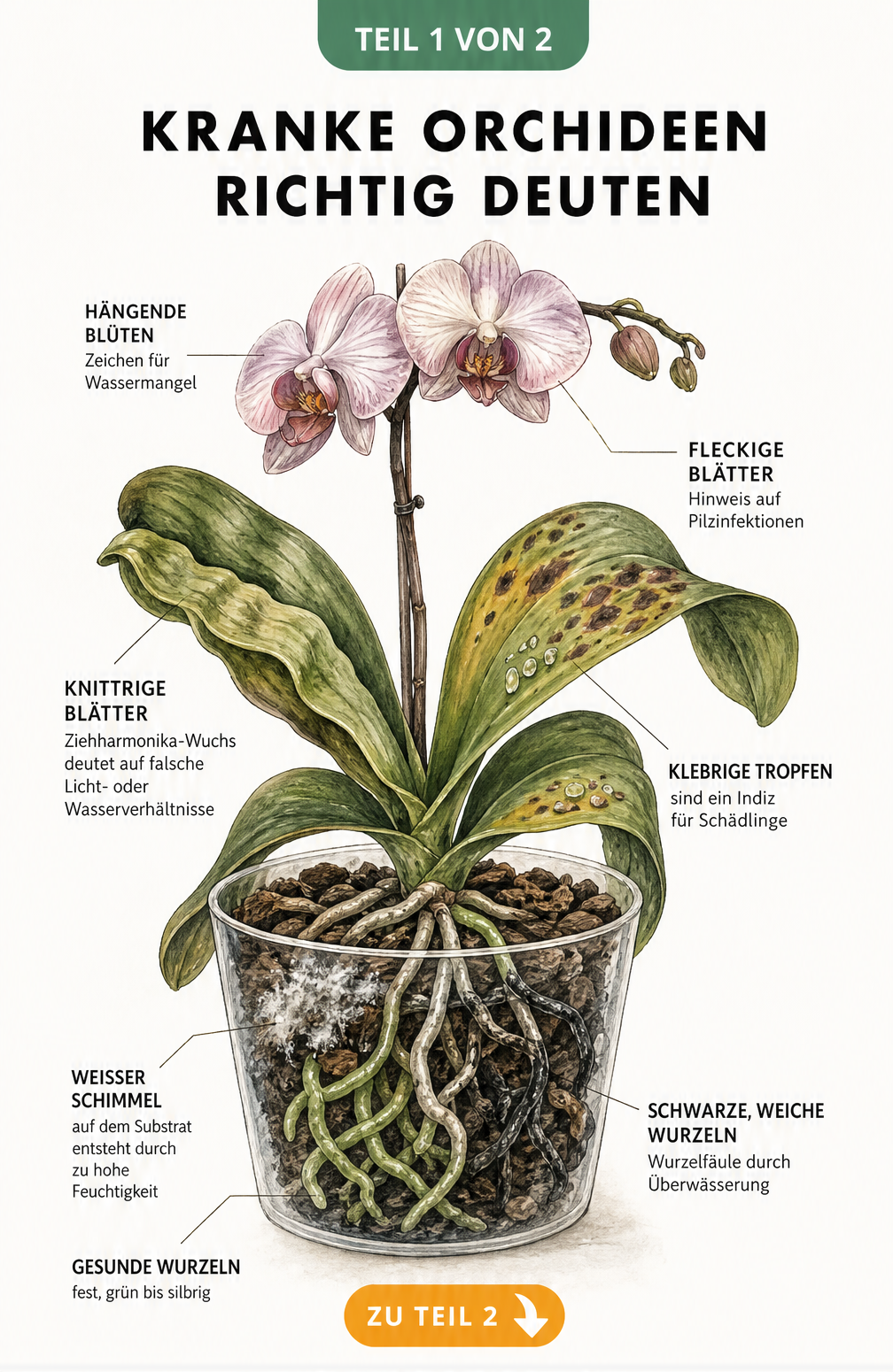 Illustration einer kranken Phalaenopsis-Orchidee im Querschnitt mit Schadbildern wie hängenden Blüten, fleckigen Blättern und Wurzelfäule