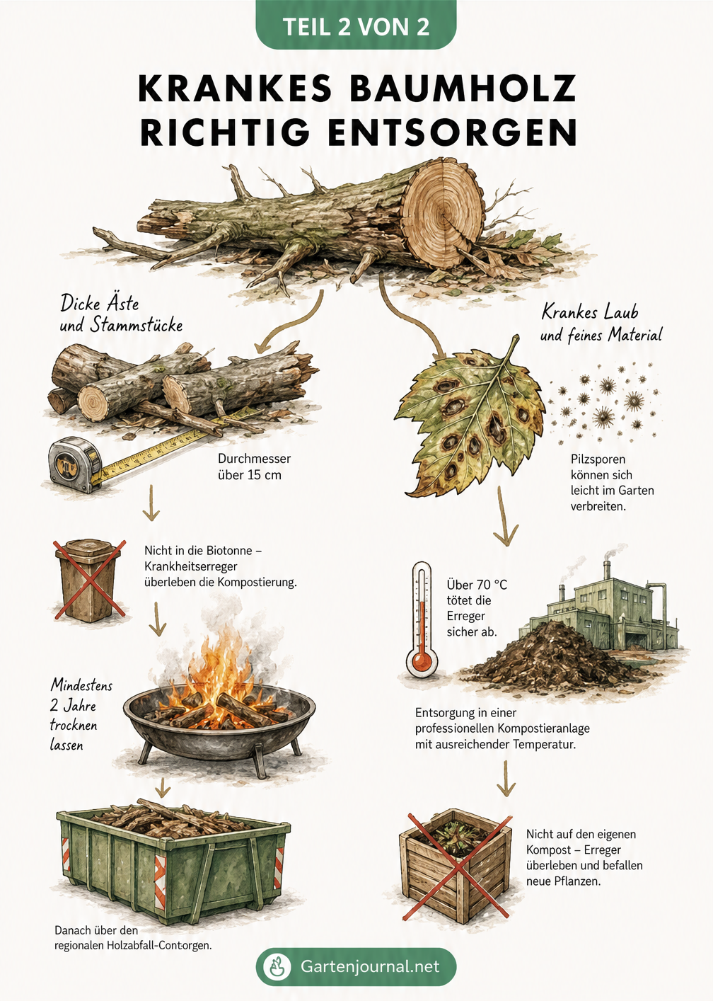 Illustration zur Entsorgung von krankem Baumholz und Laub, mit Hinweisen zu Trocknungszeit, Holzcontainer und professioneller Kompostierung.