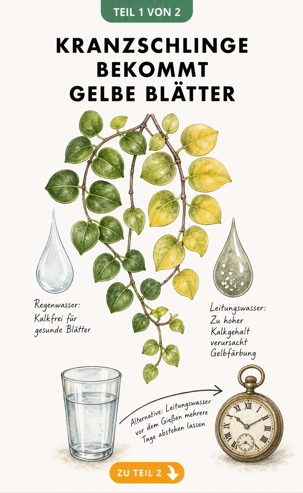 Aquarell-Illustration einer Kranzschlinge mit gelben und grünen Blättern, die den Einfluss von kalkhaltigem Leitungswasser und kalkfreiem Regenwasser zeigt.
