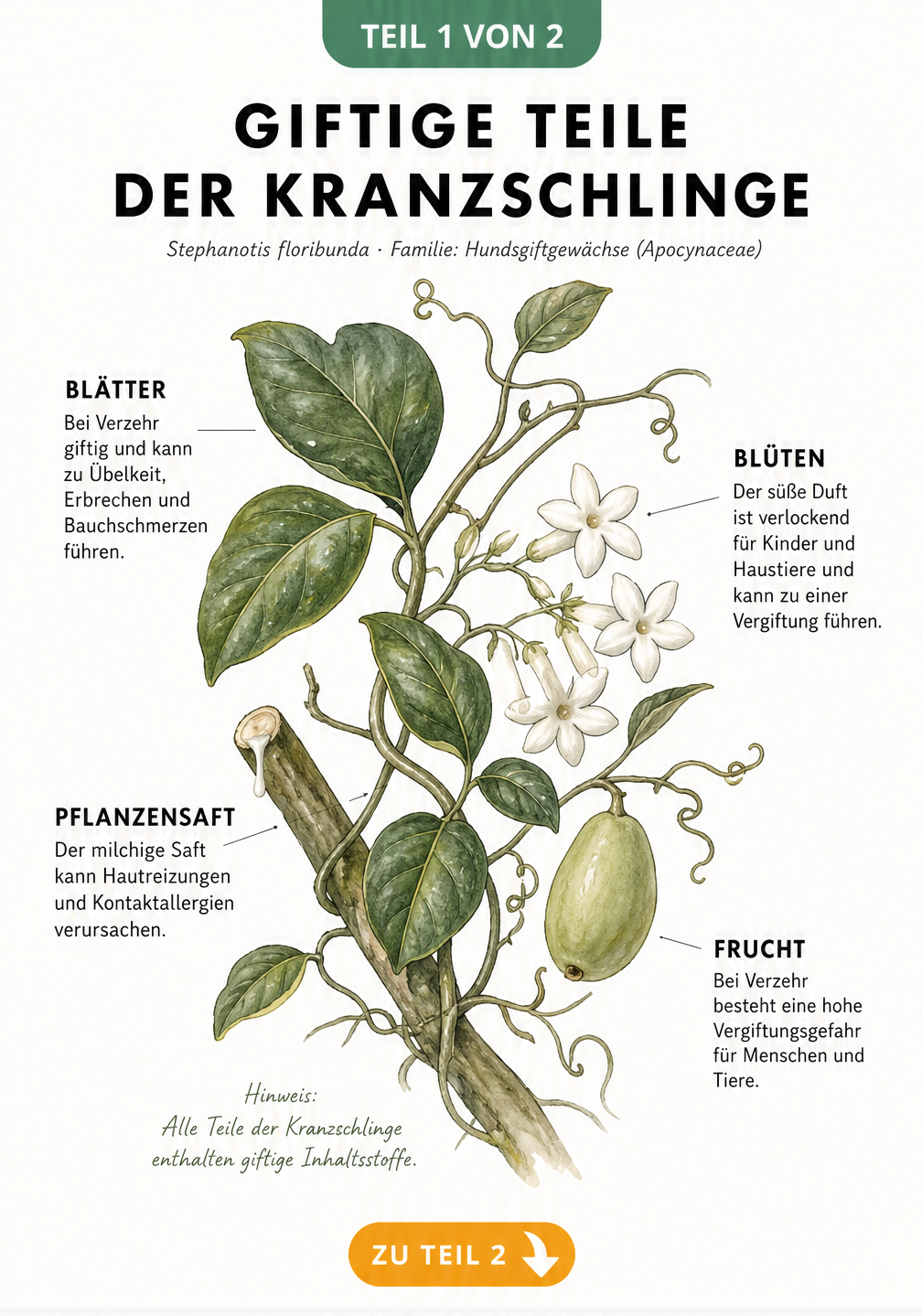 Botanische Illustration der Kranzschlinge mit Hinweisen zu giftigen Pflanzenteilen wie Blättern, Blüten und Früchten