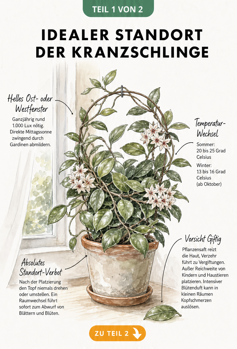 Illustration einer Kranzschlinge auf einem Fenstersims mit Tipps zu Standort, Licht, Temperatur und Giftigkeit