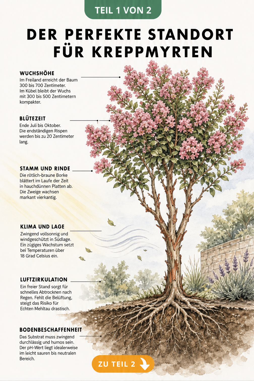 Botanische Illustration einer Kreppmyrte mit Details zu Wuchshöhe, Blütezeit, Klima, Luftzirkulation und Bodenbeschaffenheit.