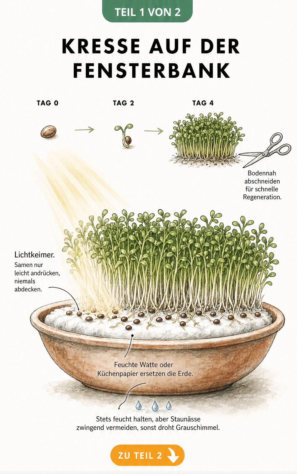 Botanische Illustration einer Keramikschale mit Kresse auf der Fensterbank, die den Schichtaufbau und das Wachstum vom Samen bis zur Ernte zeigt.