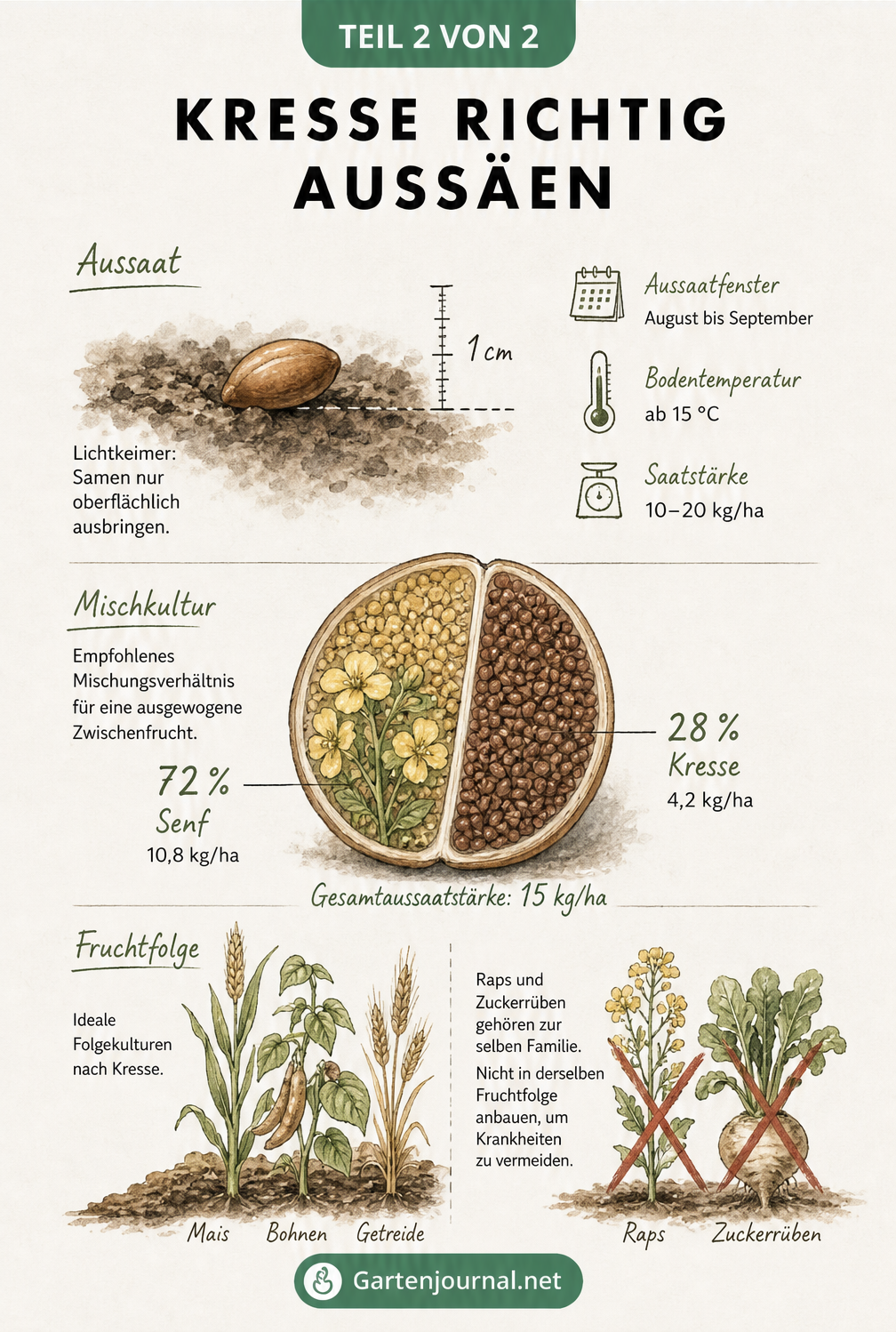 Illustration zur Aussaat von Kresse mit Saattiefe, Mischkultur mit Senf und idealer Fruchtfolge