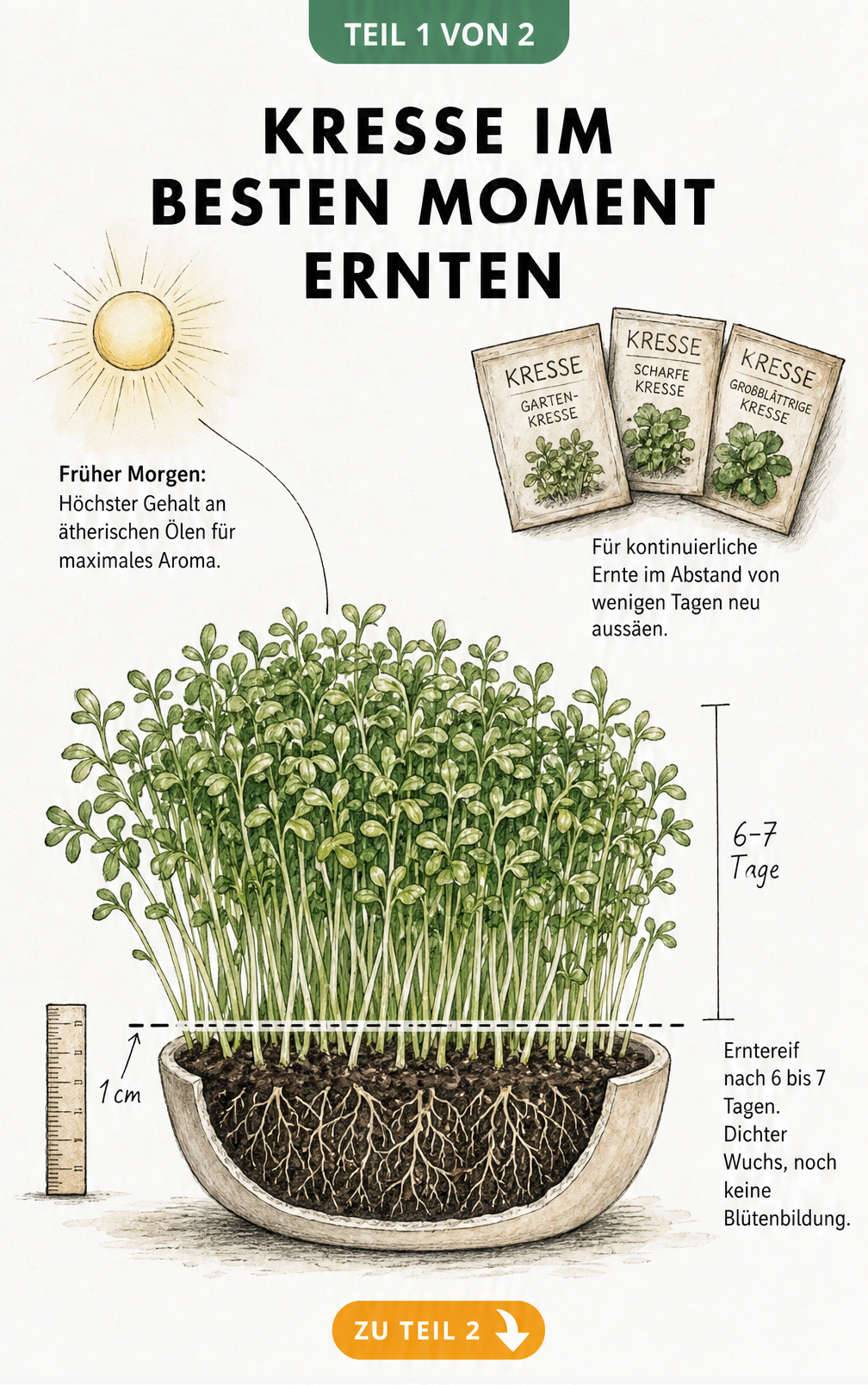 Botanische Illustration einer Kresse-Kultur in einer Schale mit Hinweisen zum besten Erntezeitpunkt und Schnitthöhe