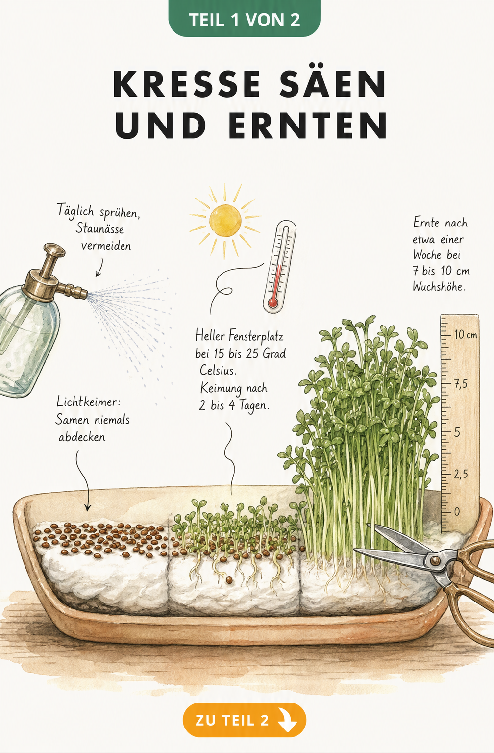 Illustration einer flachen Schale mit Kresse in drei Wachstumsphasen: Aussaat auf Watte, Keimung und erntereife Kresse.