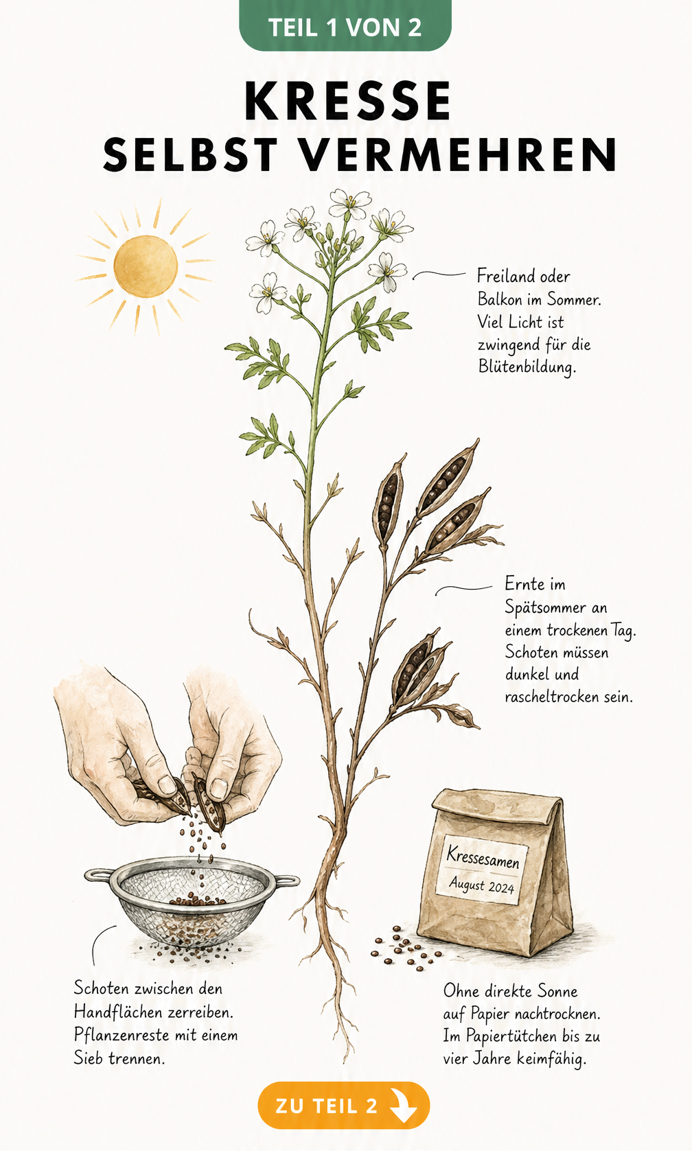 Botanische Illustration der Kresse von der Blüte bis zur Samenschote mit Anleitung zur Ernte und Trocknung
