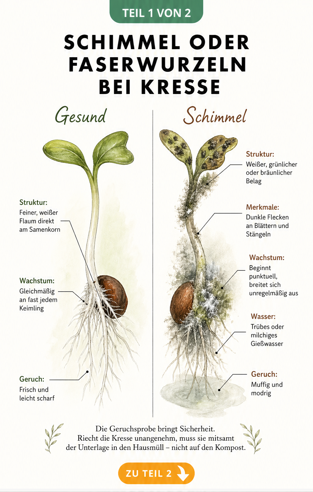 Gegenüberstellung von gesunden Kresse-Faserwurzeln und schimmeligen Keimlingen mit Erklärungen zu Struktur, Wachstum und Geruch